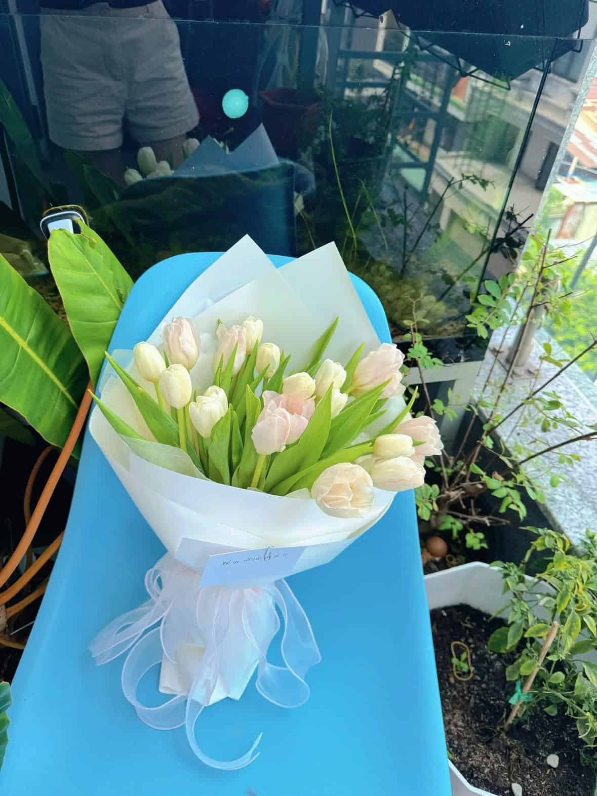 Hoa tulip tươi mẫu 18