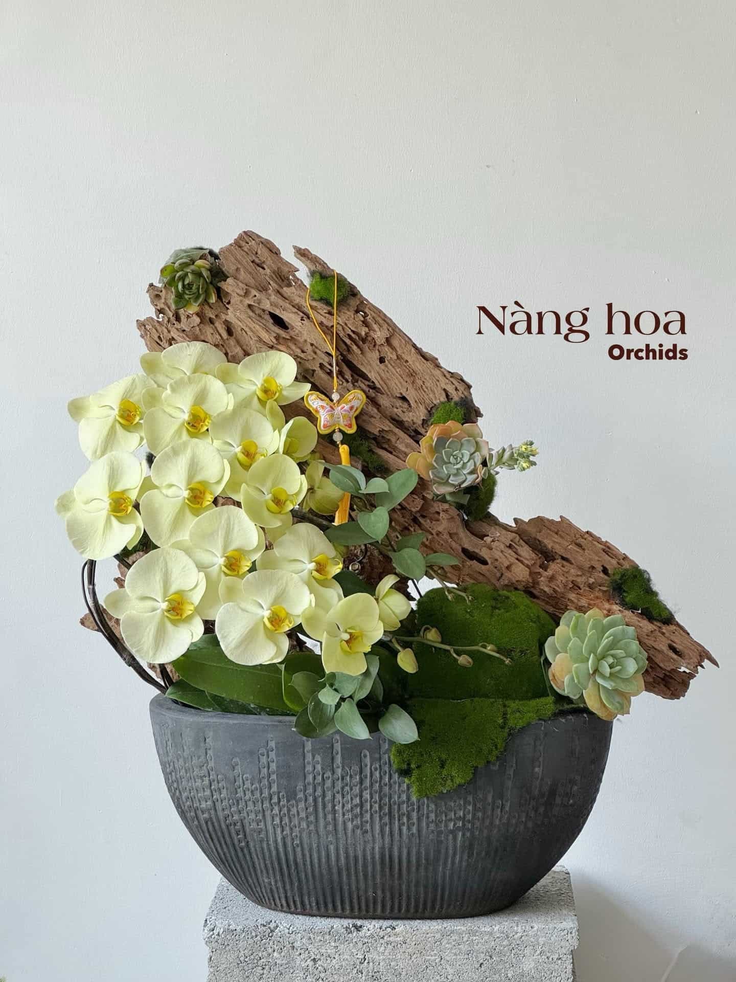 Lan hồ điệp tươi chậu 01