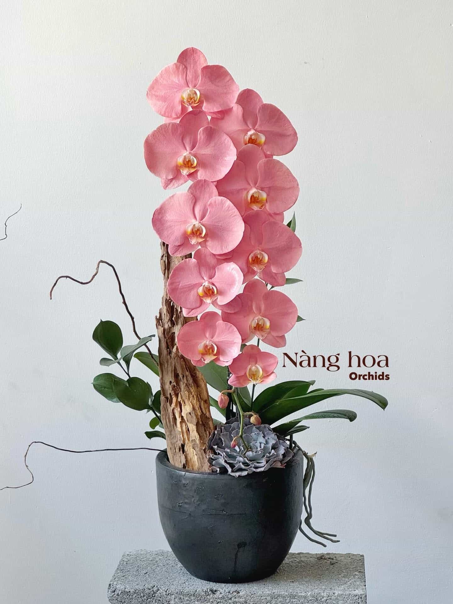 Lan hồ điệp tươi chậu 03