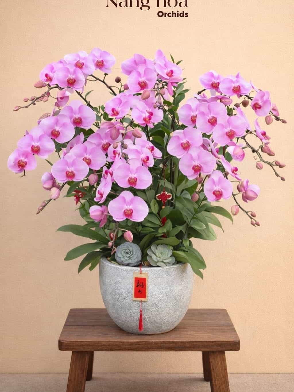 Lan hồ điệp tươi chậu 05